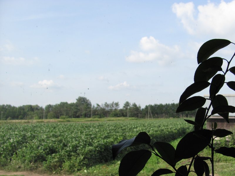 A Tale of Two Farms